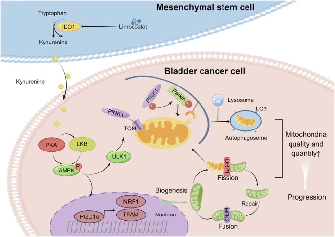 Mesenchymal Stem Cells (MSC's) 